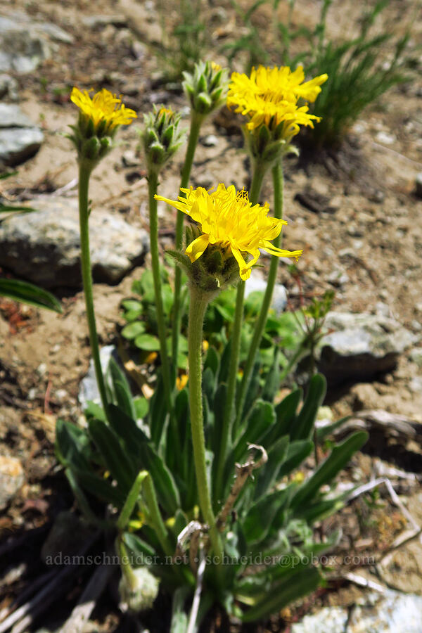 pale agoseris (Agoseris glauca var. dasycephala) [Small Fortune Peak, Okanogan-Wenatchee National Forest, Kittitas County, Washington]