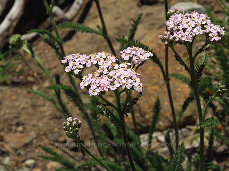 pinkish yarrow (Achillea millefolium) [Small Fortune Peak, Okanogan-Wenatchee National Forest, Kittitas County, Washington]