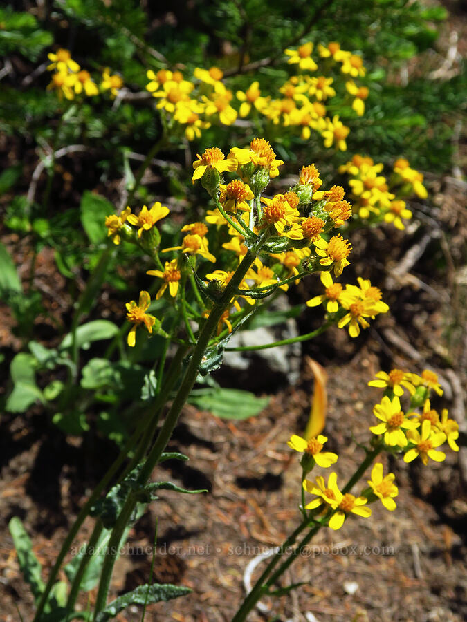 western groundsel (Senecio integerrimus) [Small Fortune Peak, Okanogan-Wenatchee National Forest, Kittitas County, Washington]