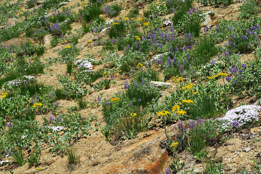 wildflowers (Senecio integerrimus, Lupinus sp., Aconogonon davisiae (Koenigia davisiae) (Polygonum newberryi), Phlox diffusa) [Small Fortune Peak, Okanogan-Wenatchee National Forest, Kittitas County, Washington]