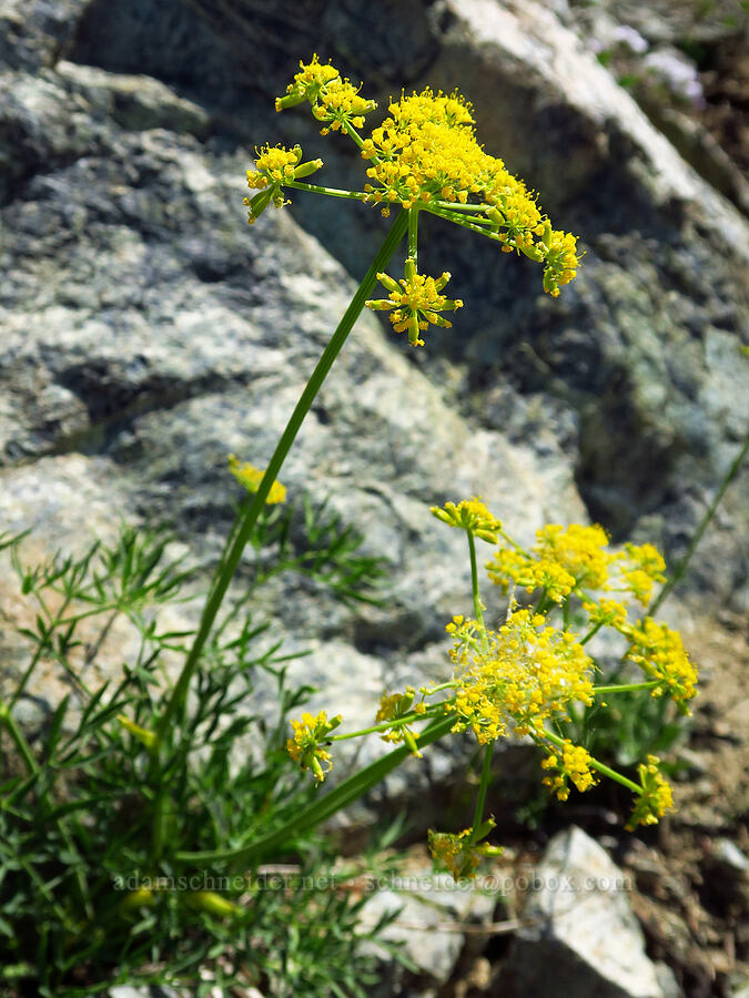 Brandegee's desert parsley (Lomatium brandegeei (Cynomarathrum brandegeei)) [Small Fortune Peak, Okanogan-Wenatchee National Forest, Kittitas County, Washington]