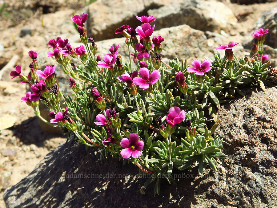 snow dwarf-primrose (Douglasia nivalis (Androsace nivalis)) [Small Fortune Peak, Okanogan-Wenatchee National Forest, Kittitas County, Washington]