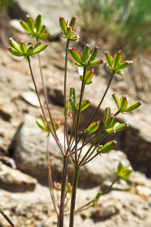 mystery parsley (Lomatium sp.) [Small Fortune Peak, Okanogan-Wenatchee National Forest, Kittitas County, Washington]