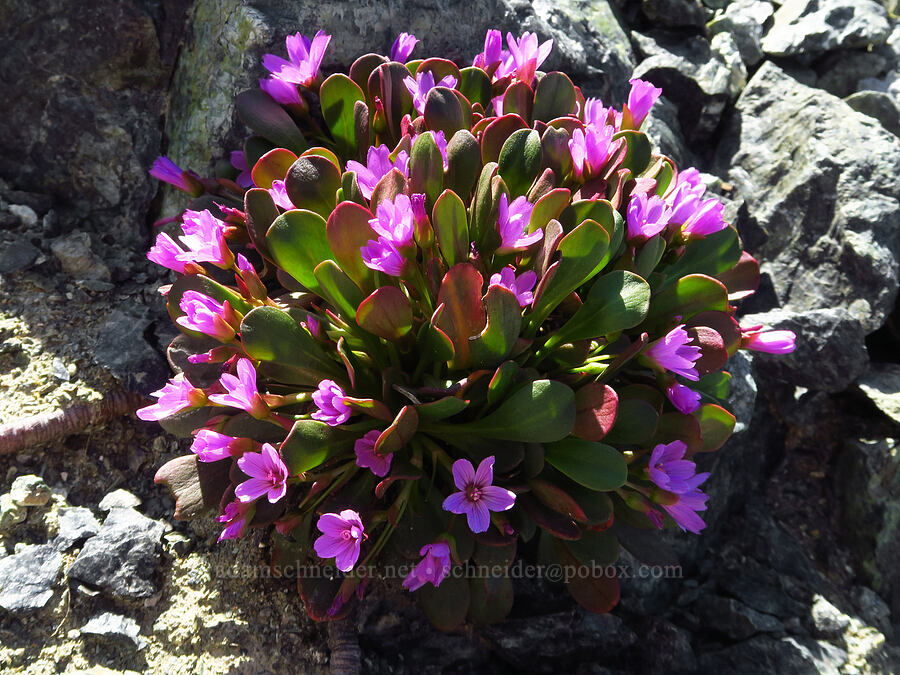 Wenatchee spring-beauty (Claytonia megarhiza var. nivalis) [Small Fortune Peak, Okanogan-Wenatchee National Forest, Kittitas County, Washington]