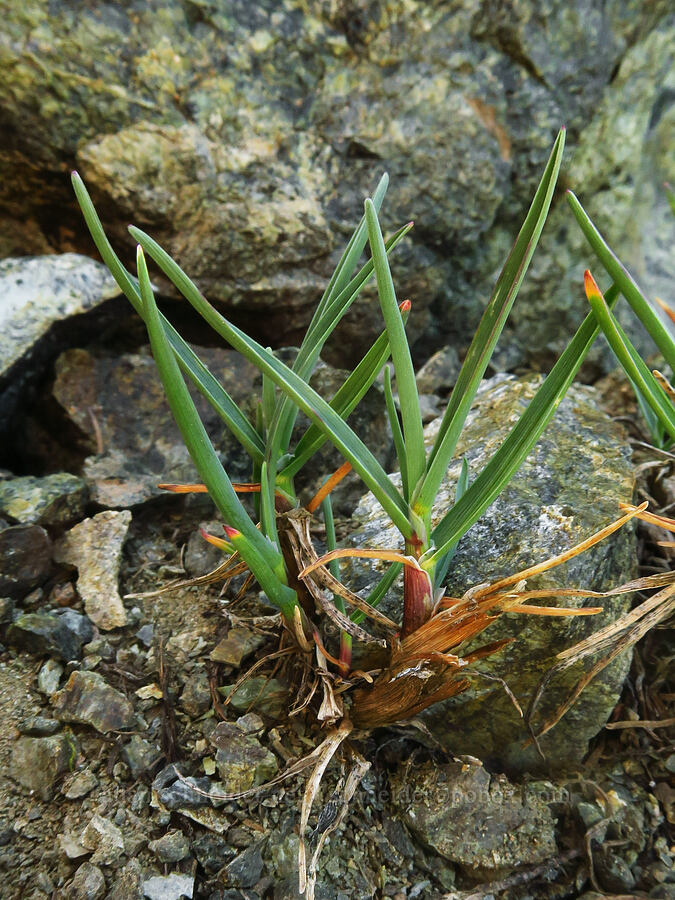 Wenatchee bluegrass (Poa curtifolia) [Small Fortune Peak, Okanogan-Wenatchee National Forest, Kittitas County, Washington]