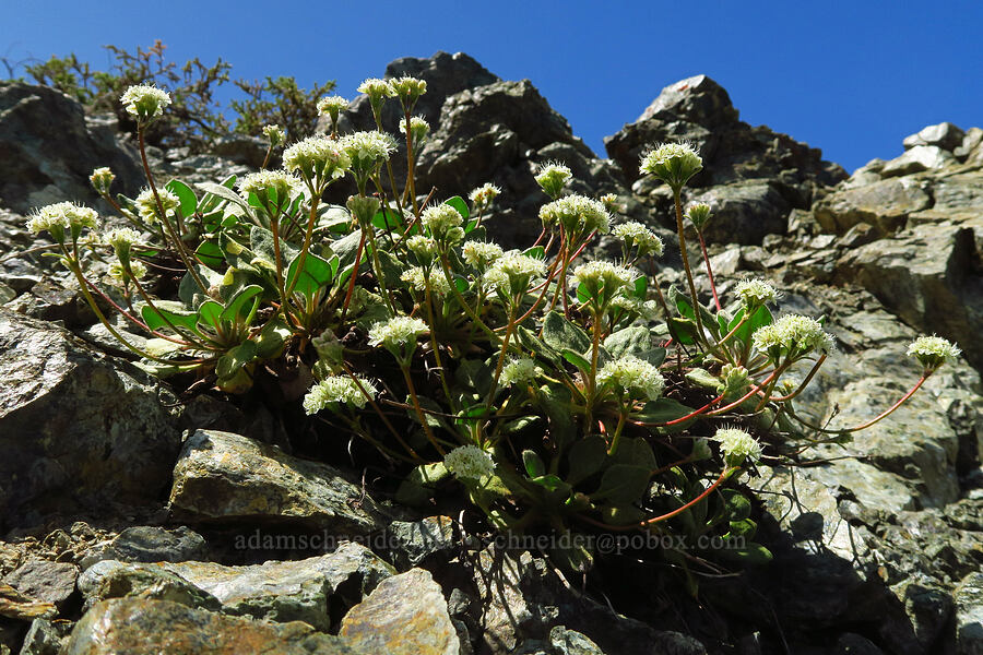 alpine buckwheat (Eriogonum pyrolifolium) [Small Fortune Peak, Okanogan-Wenatchee National Forest, Kittitas County, Washington]