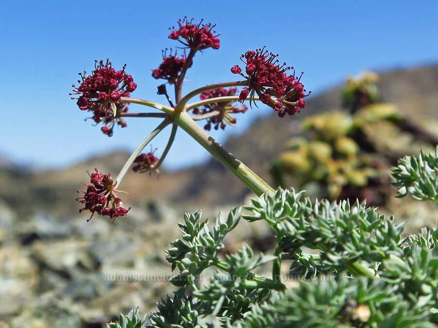 Wenatchee desert parsley (Lomatium cuspidatum) [Small Fortune Peak, Okanogan-Wenatchee National Forest, Kittitas County, Washington]