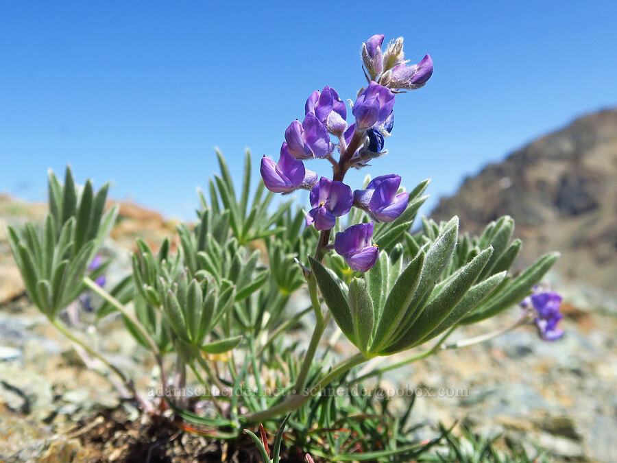 lupine (which?) (Lupinus sp.) [Small Fortune Peak, Okanogan-Wenatchee National Forest, Kittitas County, Washington]