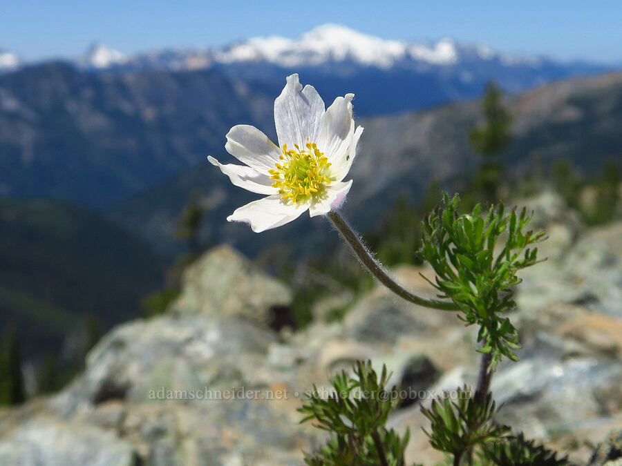 Drummond's anemone (Anemone drummondii) [Small Fortune Peak, Okanogan-Wenatchee National Forest, Kittitas County, Washington]