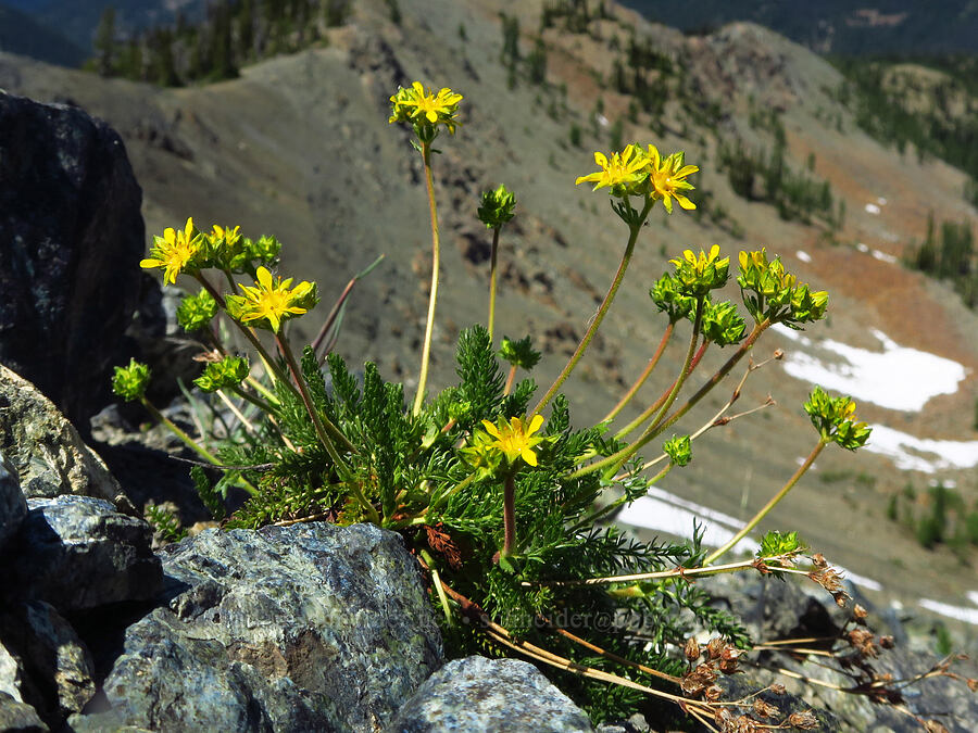 Tweedy's ivesia (Ivesia tweedyi (Potentilla tweedyi)) [Small Fortune Peak, Okanogan-Wenatchee National Forest, Kittitas County, Washington]