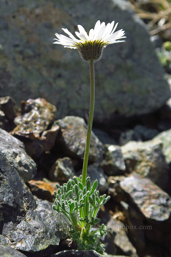 cut-leaf fleabane (Erigeron compositus) [Small Fortune Peak, Okanogan-Wenatchee National Forest, Kittitas County, Washington]