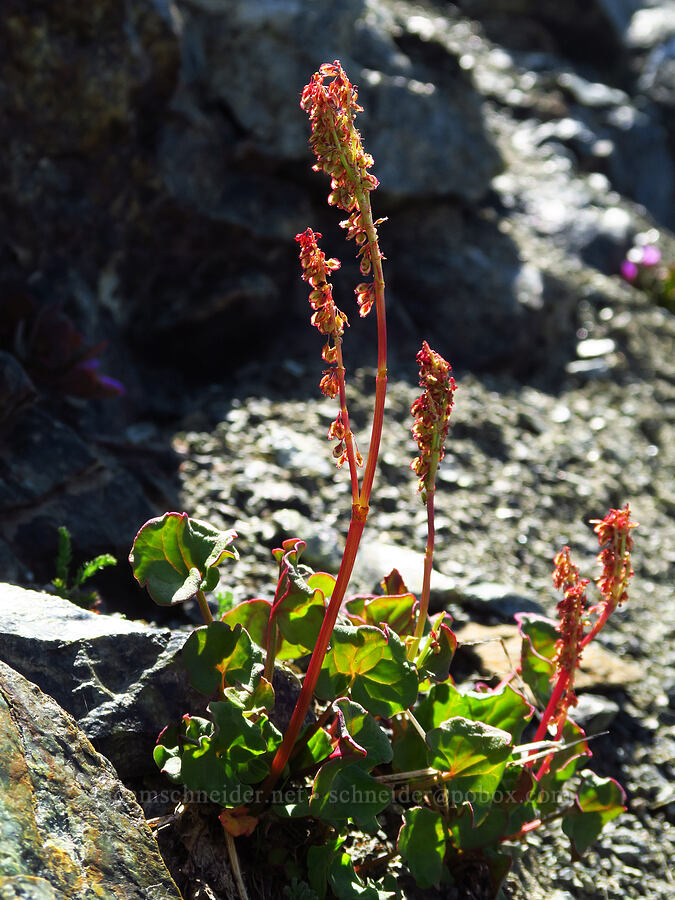 alpine mountain-sorrel (Oxyria digyna) [Small Fortune Peak, Okanogan-Wenatchee National Forest, Kittitas County, Washington]