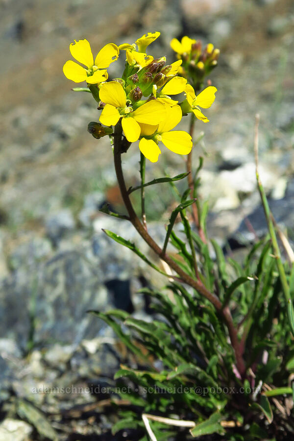 wallflower (Erysimum arenicola) [Small Fortune Peak, Okanogan-Wenatchee National Forest, Kittitas County, Washington]