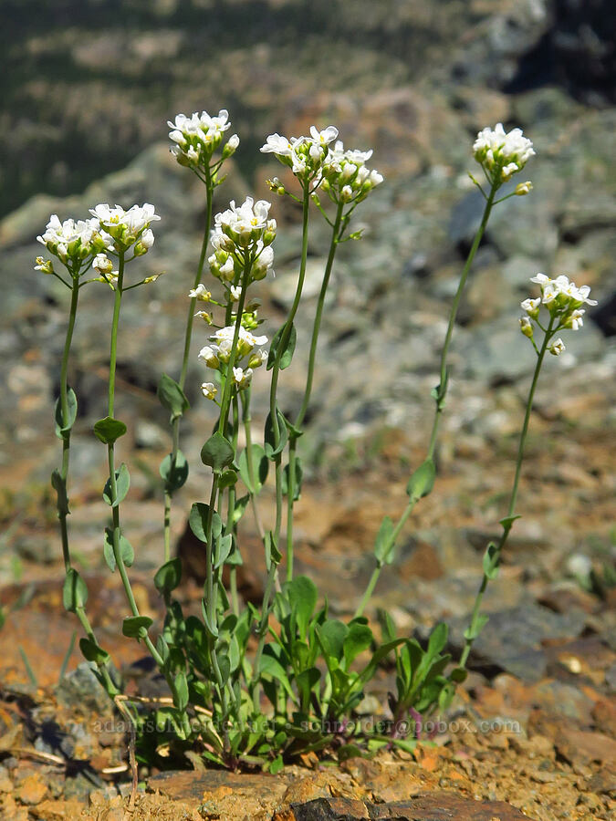 alpine penny-cress (Noccaea fendleri ssp. glauca (Thlaspi fendleri var. glaucum)) [Small Fortune Peak, Okanogan-Wenatchee National Forest, Kittitas County, Washington]