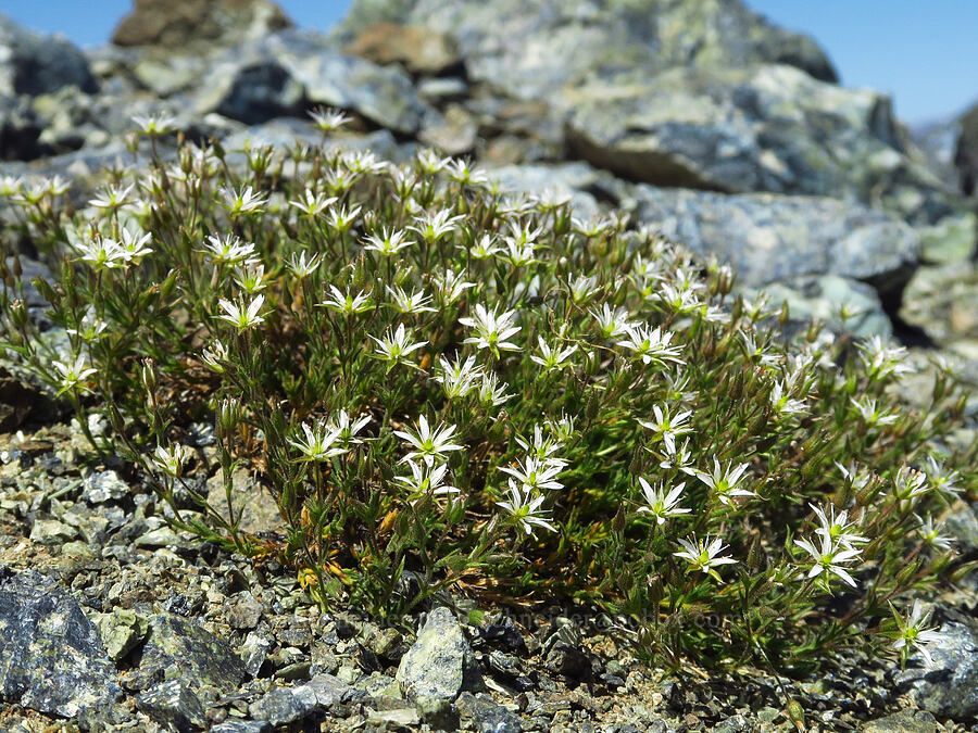 Nuttall's sandwort (Minuartia nuttallii (Sabulina nuttallii) (Arenaria nuttallii)) [Small Fortune Peak, Okanogan-Wenatchee National Forest, Kittitas County, Washington]