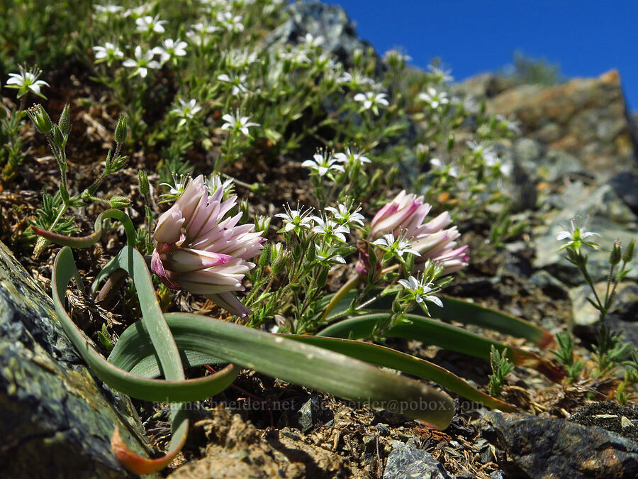 Olympic onion & Nuttall's sandwort (Allium crenulatum, Minuartia nuttallii (Sabulina nuttallii) (Arenaria nuttallii)) [Small Fortune Peak, Okanogan-Wenatchee National Forest, Kittitas County, Washington]