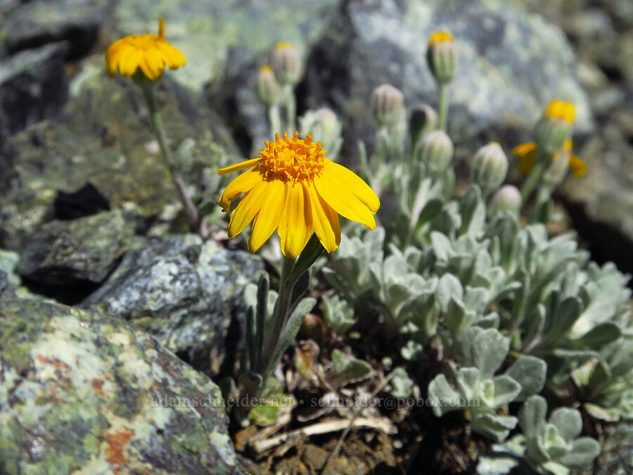 dwarf Oregon sunshine (Eriophyllum lanatum) [Small Fortune Peak, Okanogan-Wenatchee National Forest, Kittitas County, Washington]