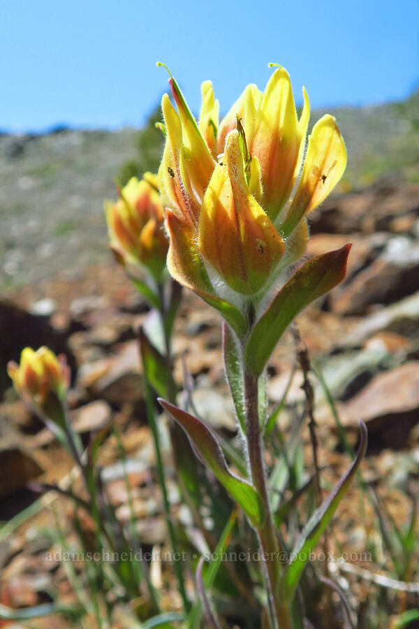 yellow-and-red Wenatchee paintbrush (Castilleja elmeri) [Small Fortune Peak, Okanogan-Wenatchee National Forest, Kittitas County, Washington]