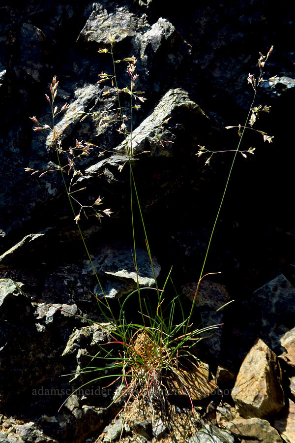 big bluegrass (Poa secunda ssp. secunda) [Small Fortune Peak, Okanogan-Wenatchee National Forest, Kittitas County, Washington]