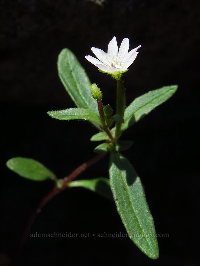 small-flowered willow-herb (Epilobium minutum) [Small Fortune Peak, Okanogan-Wenatchee National Forest, Kittitas County, Washington]