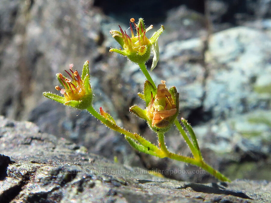 tufted saxifrage, fading (Saxifraga cespitosa (Saxifraga caespitosa)) [Small Fortune Peak, Okanogan-Wenatchee National Forest, Kittitas County, Washington]