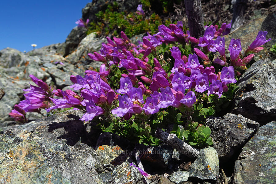 Davidson's penstemon (Penstemon davidsonii) [Small Fortune Peak, Okanogan-Wenatchee National Forest, Kittitas County, Washington]