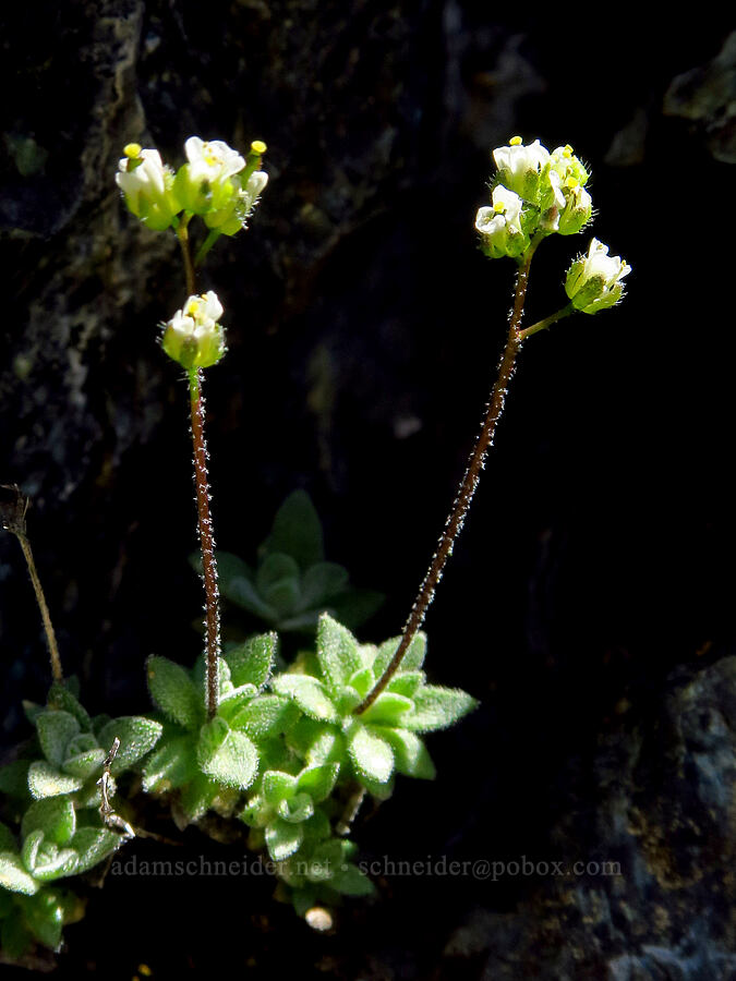 spear-fruited draba (Draba lonchocarpa) [Small Fortune Peak, Okanogan-Wenatchee National Forest, Kittitas County, Washington]