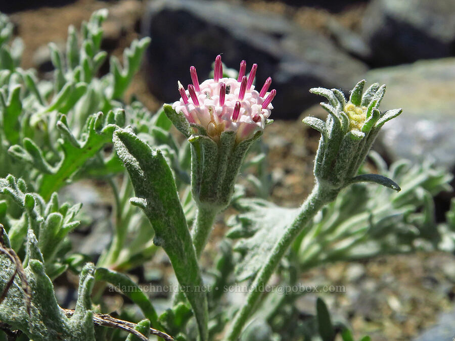 Thompson's pincushion (Chaenactis thompsonii) [Small Fortune Peak, Okanogan-Wenatchee National Forest, Kittitas County, Washington]