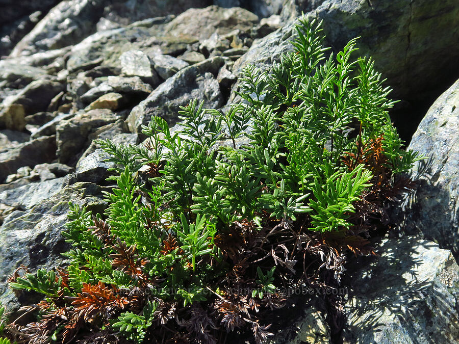 Indian's-dream fern (Aspidotis densa) [Small Fortune Peak, Okanogan-Wenatchee National Forest, Kittitas County, Washington]