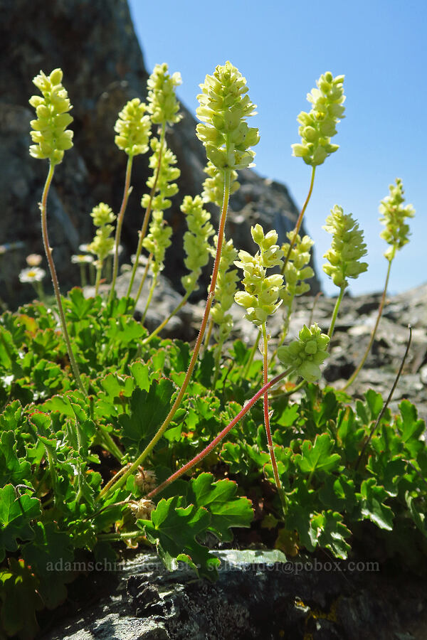 round-leaf alumroot (Heuchera cylindrica) [Small Fortune Peak, Okanogan-Wenatchee National Forest, Kittitas County, Washington]