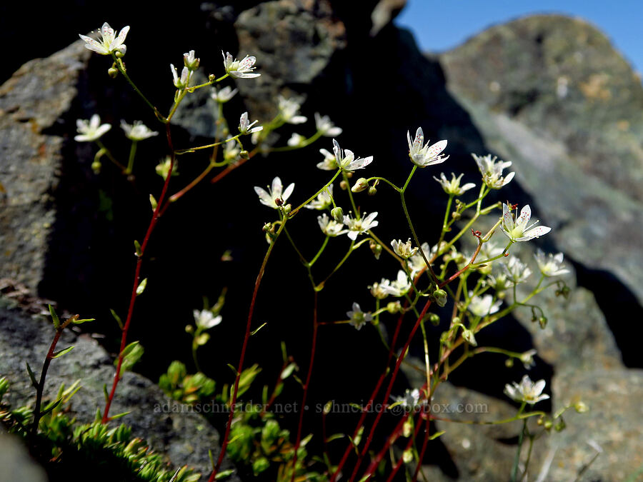 spotted saxifrage (Saxifraga bronchialis ssp. austromontana (Saxifraga austromontana)) [Small Fortune Peak, Okanogan-Wenatchee National Forest, Kittitas County, Washington]