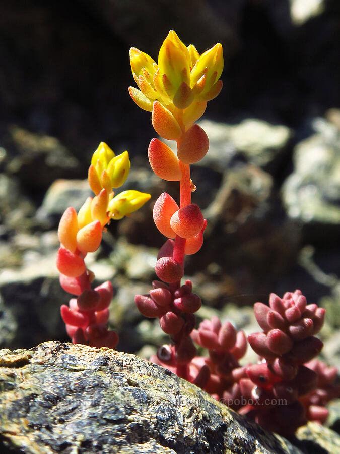 curved-leaf stonecrop, budding (Sedum rupicola (Sedum lanceolatum var. rupicola)) [Small Fortune Peak, Okanogan-Wenatchee National Forest, Kittitas County, Washington]