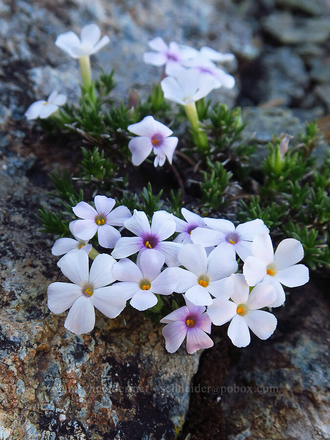 spreading phlox (Phlox diffusa) [Small Fortune Peak, Okanogan-Wenatchee National Forest, Kittitas County, Washington]