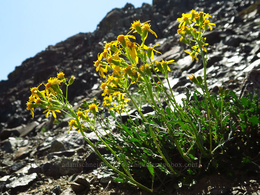 Rocky Mountain groundsel (Packera streptanthifolia (Senecio streptanthifolius)) [Small Fortune Peak, Okanogan-Wenatchee National Forest, Kittitas County, Washington]