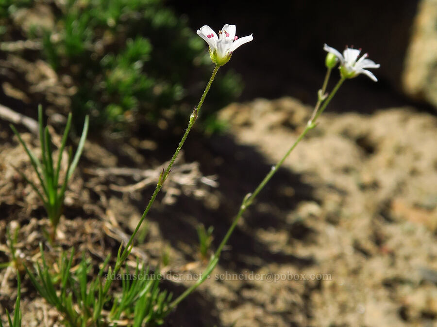 slender mountain sandwort (Eremogone capillaris (Arenaria capillaris)) [Small Fortune Peak, Okanogan-Wenatchee National Forest, Kittitas County, Washington]