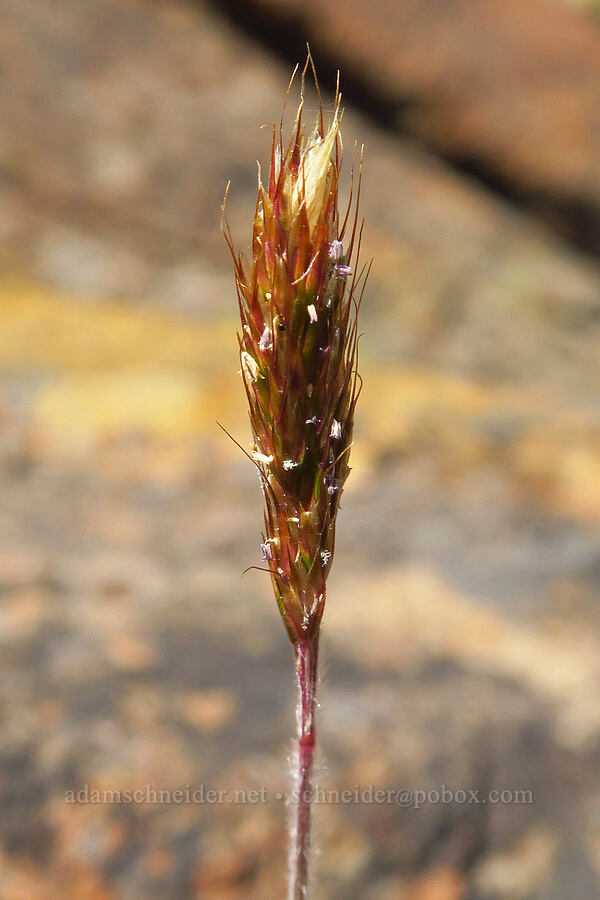 narrow false-oat (Trisetum spicatum (Koeleria spicata)) [Small Fortune Peak, Okanogan-Wenatchee National Forest, Kittitas County, Washington]