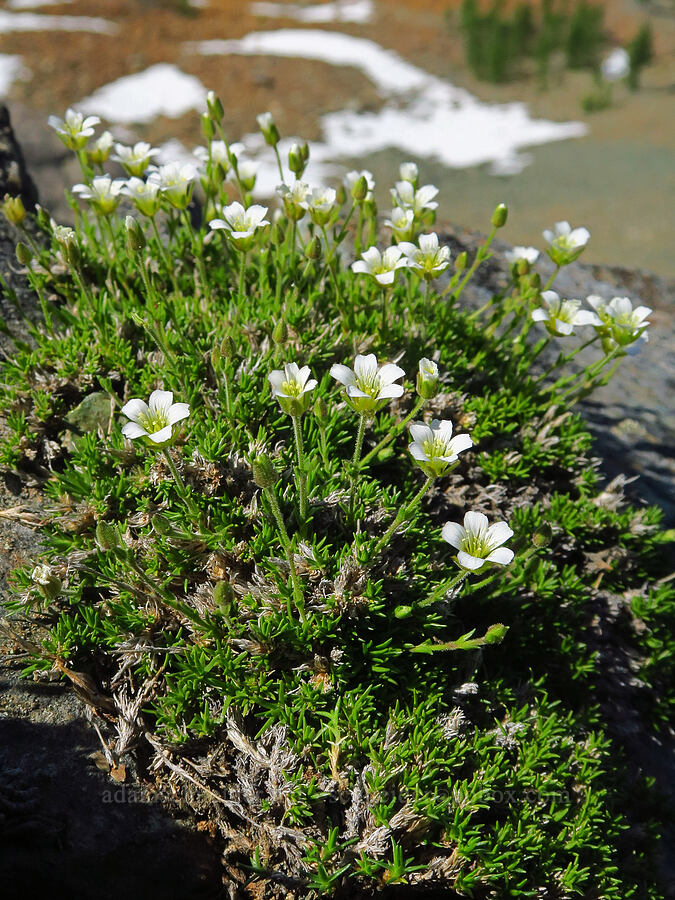 alpine sandwort (Minuartia obtusiloba (Cherleria obtusiloba) (Arenaria obtusiloba)) [Small Fortune Peak, Okanogan-Wenatchee National Forest, Kittitas County, Washington]