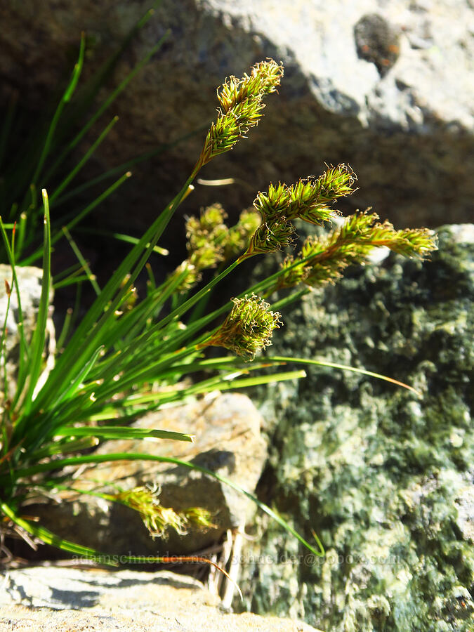 potato-chip sedge (Carex proposita) [Small Fortune Peak, Okanogan-Wenatchee National Forest, Kittitas County, Washington]