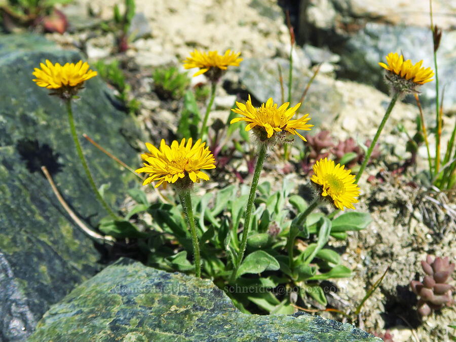 golden fleabane (Erigeron aureus) [Small Fortune Peak, Okanogan-Wenatchee National Forest, Kittitas County, Washington]