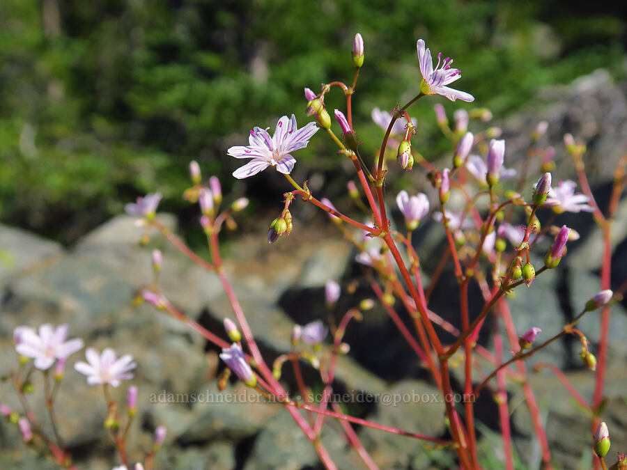 Columbia lewisia (Lewisia columbiana) [Small Fortune Peak, Okanogan-Wenatchee National Forest, Kittitas County, Washington]