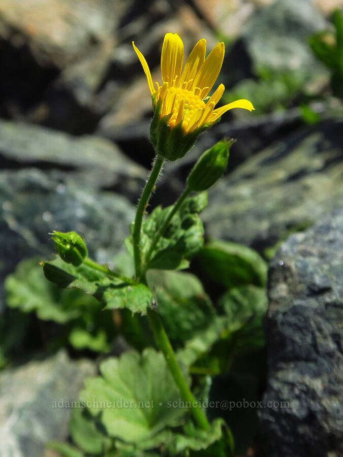 arnica (Arnica gracilis (Arnica latifolia var. gracilis)) [Small Fortune Peak, Okanogan-Wenatchee National Forest, Kittitas County, Washington]