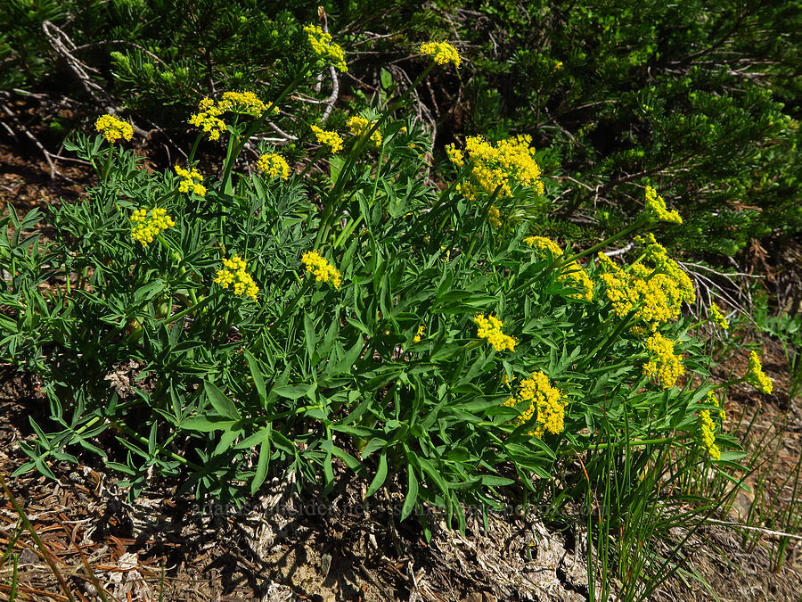 Brandegee's desert parsley (Lomatium brandegeei (Cynomarathrum brandegeei)) [Lake Ann Trail, Okanogan-Wenatchee National Forest, Kittitas County, Washington]