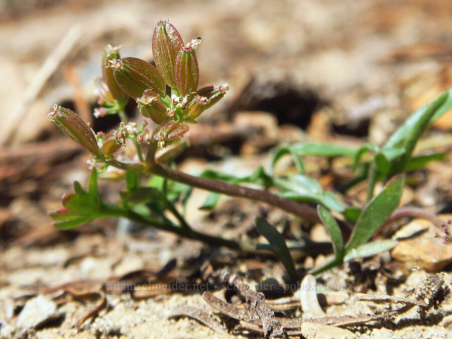 Geyer's desert parsley, going to seed (Lomatium geyeri) [Lake Ann Trail, Okanogan-Wenatchee National Forest, Kittitas County, Washington]