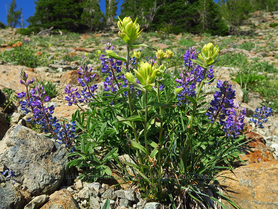 yellow Wenatchee paintbrush & lupine (Castilleja elmeri, Lupinus sp.) [Lake Ann Trail, Okanogan-Wenatchee National Forest, Kittitas County, Washington]