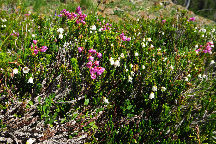 white & pink mountain heather (Cassiope mertensiana, Phyllodoce empetriformis) [Lake Ann Trail, Okanogan-Wenatchee National Forest, Kittitas County, Washington]