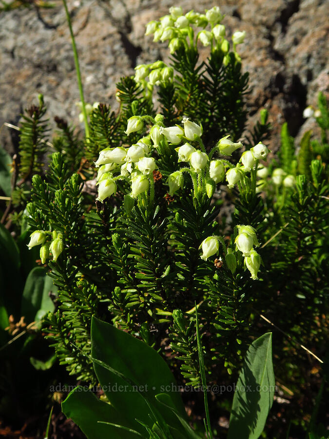 yellow mountain heather (Phyllodoce glanduliflora) [Lake Ann Trail, Okanogan-Wenatchee National Forest, Kittitas County, Washington]