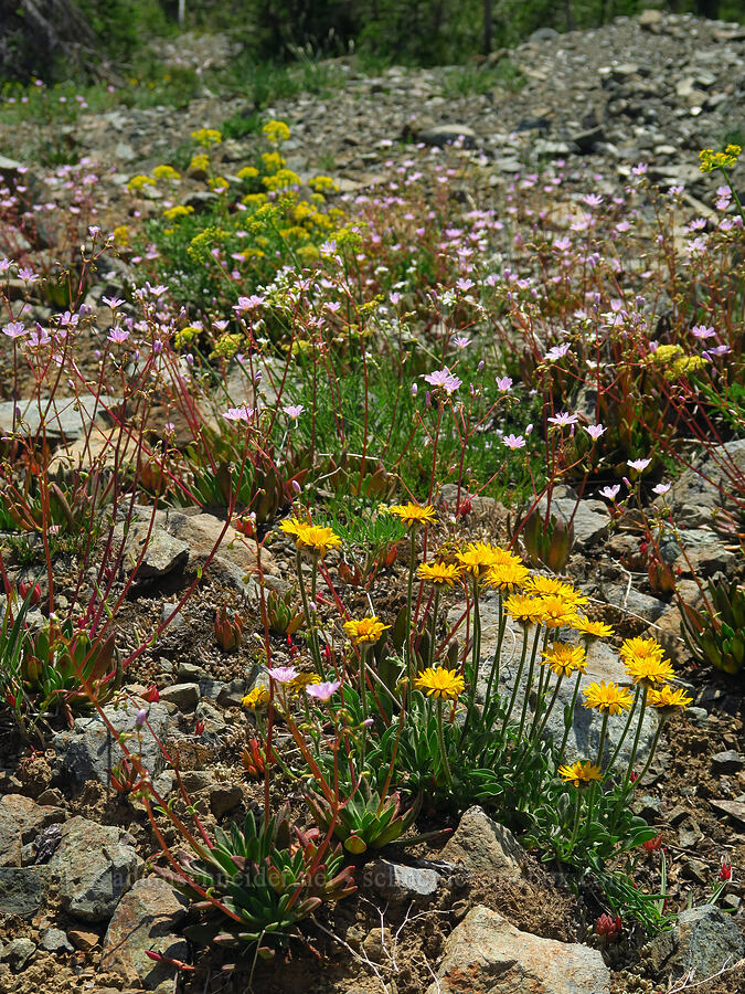 wildflowers (Erigeron aureus, Lewisia columbiana, Lomatium brandegeei (Cynomarathrum brandegeei)) [Lake Ann Trail, Okanogan-Wenatchee National Forest, Kittitas County, Washington]