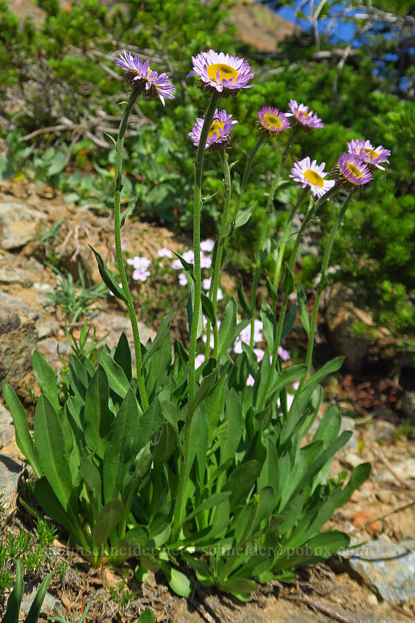 subalpine fleabane (Erigeron glacialis var. glacialis) [Lake Ann Trail, Okanogan-Wenatchee National Forest, Kittitas County, Washington]