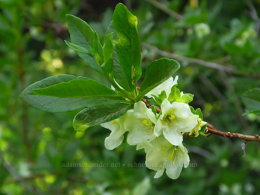 white rhododendron (Cascade azalea) (Rhododendron albiflorum) [Esmeralda Basin Trail, Okanogan-Wenatchee National Forest, Kittitas County, Washington]