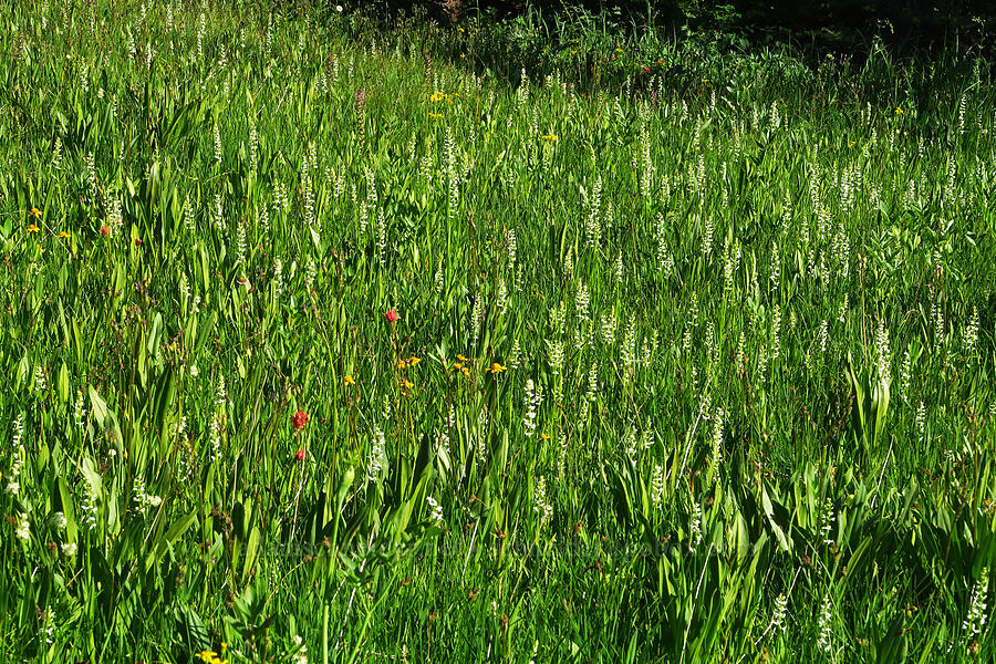 bog orchids & other wildflowers (Platanthera dilatata (Habenaria dilatata) (Piperia dilatata)) [Esmeralda Basin Trail, Okanogan-Wenatchee National Forest, Kittitas County, Washington]